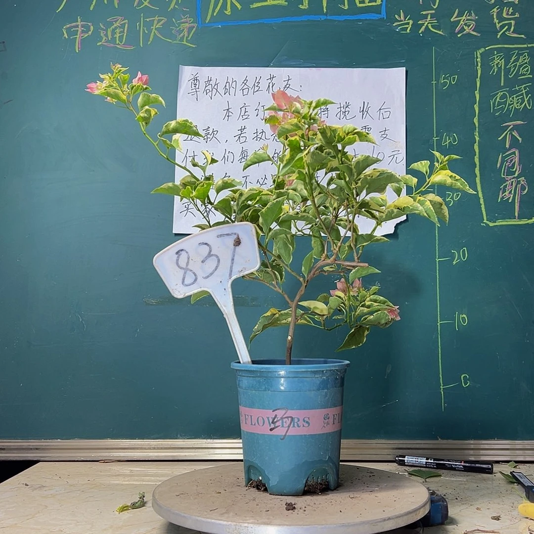 当前无花栽培后可以开花马斯837