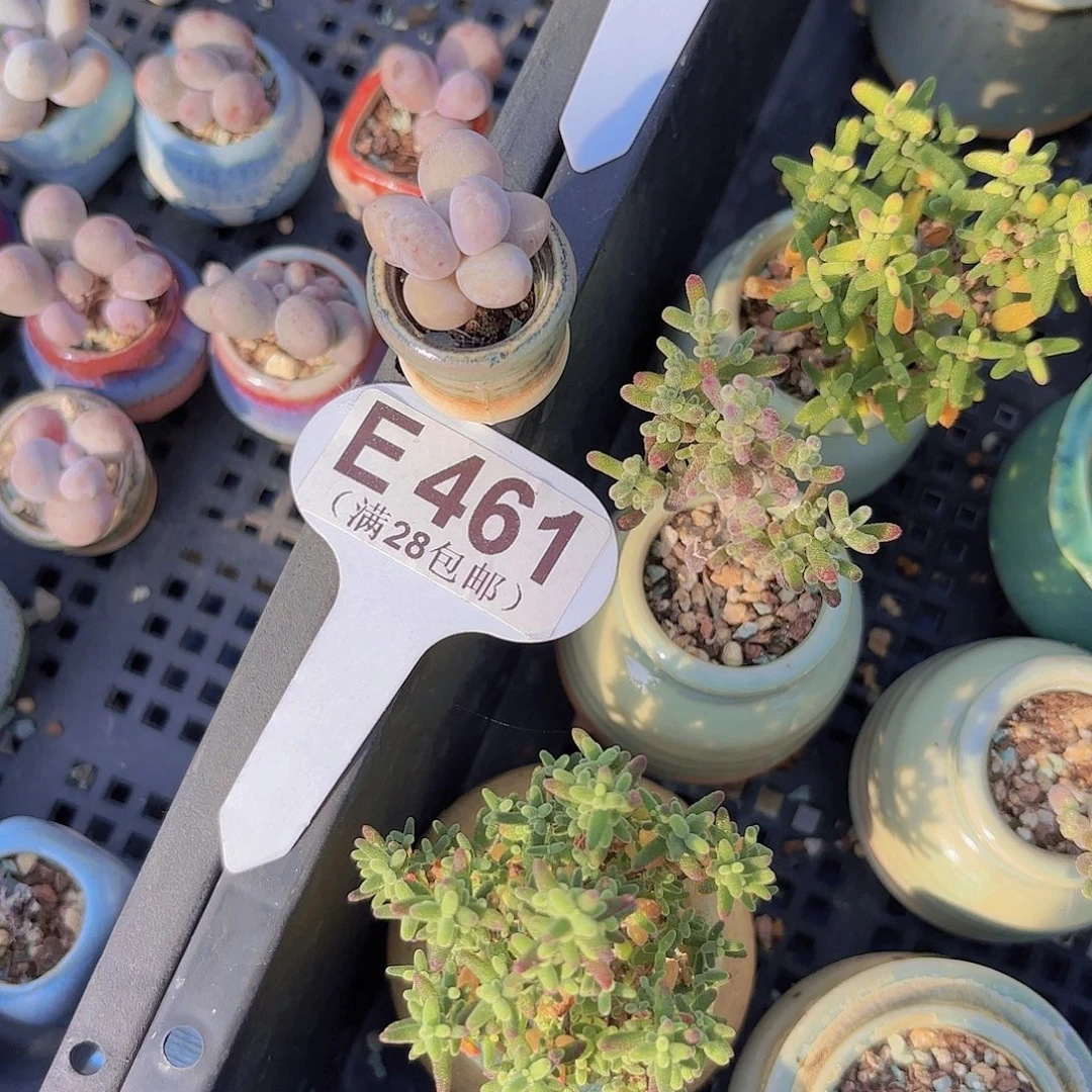 E461杂交奶酪一物一拍