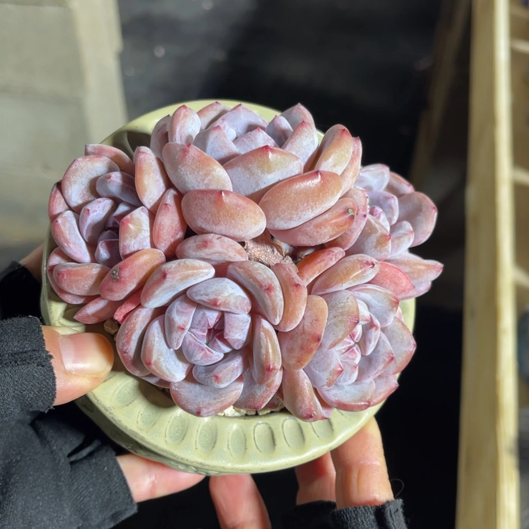 星影有摘 一物一拍不支持退换