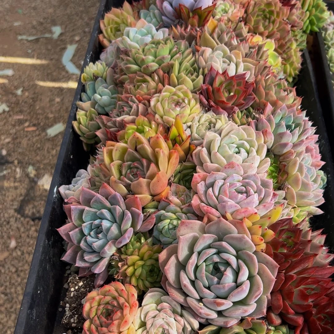 467多肉葡萄领导人的接见