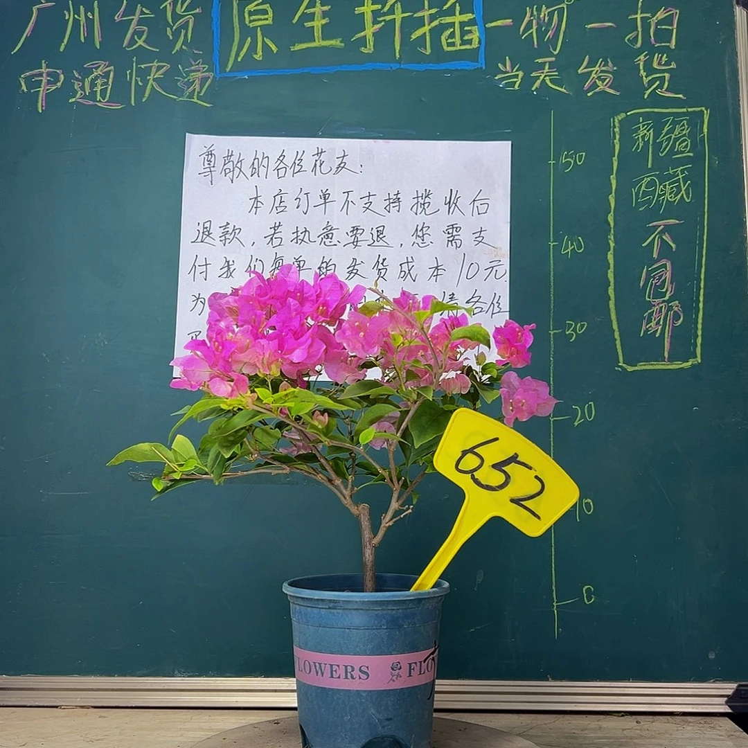 当前无花栽培后可以开花  广红樱  652