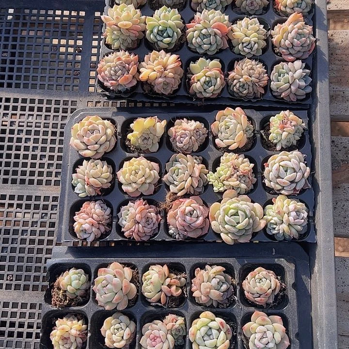 直播福利一物一拍50