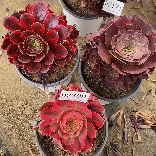 2309美杜莎倾城魅金玫瑰多肉3颗