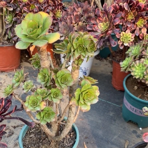 君美丽多肉植物049