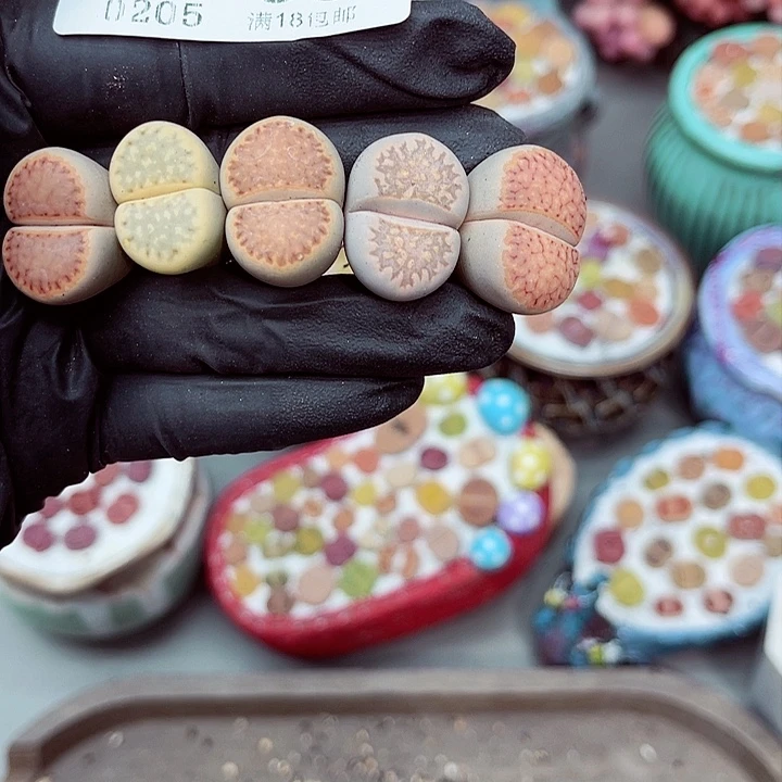 多肉植物生石花5-55