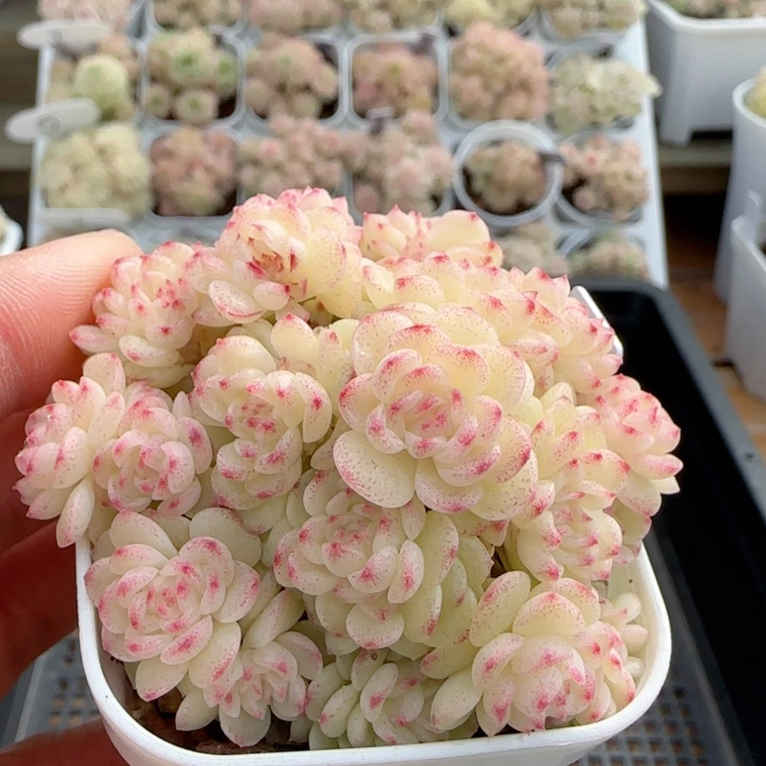 【闪购商品】0212-36（ht-40）