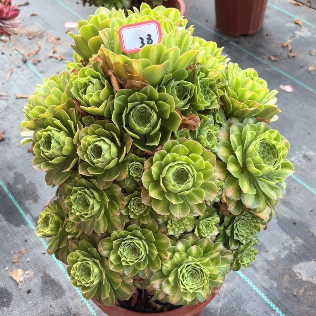 无花朵38翡翠琉璃多肉植物
