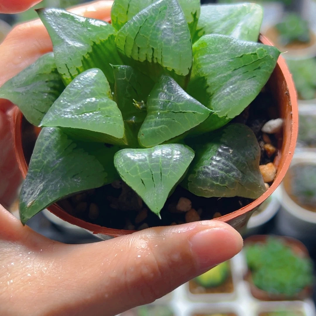 红盆啊寒湖玉露多