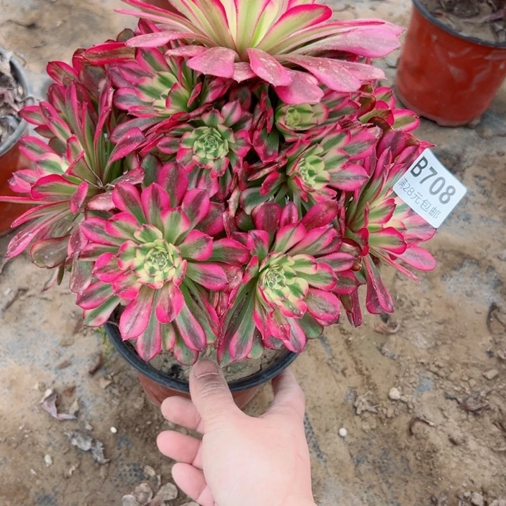 708舞天姬多植物