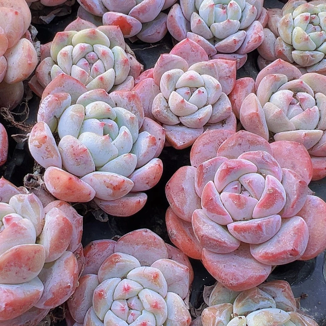 大草莓啵啵苗5颗19包邮