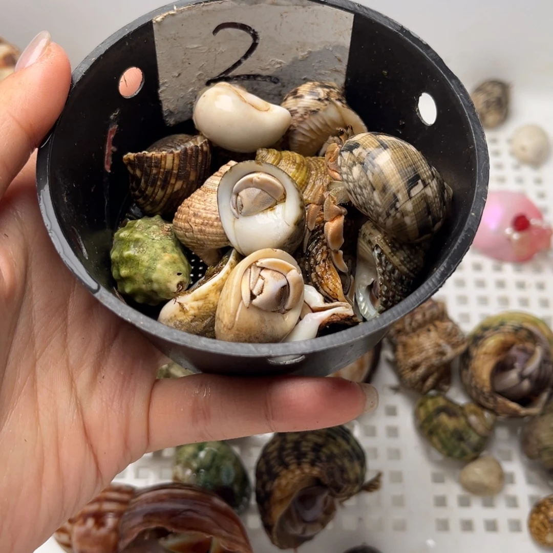 2号起拍 一手加一元