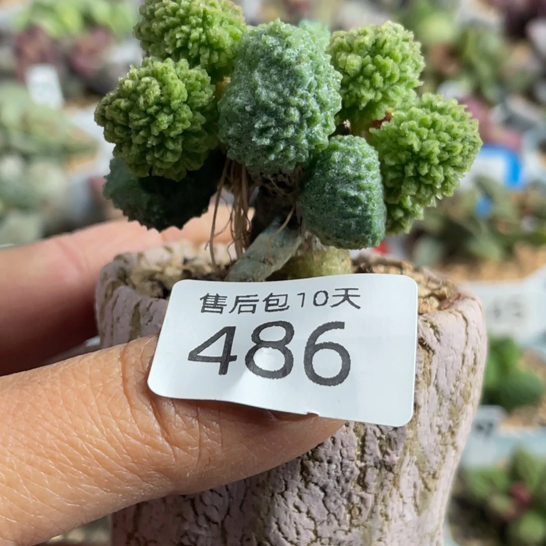 芙****物486。