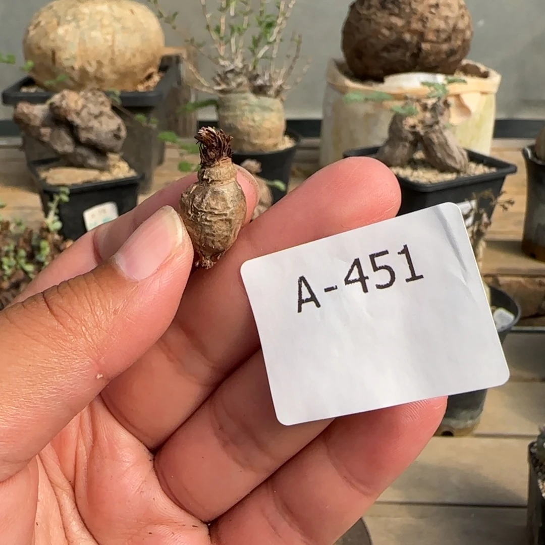 451肾叶洋葵满50包邮