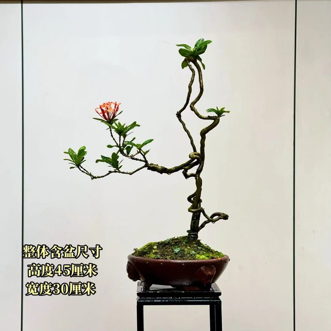 【叶胜园艺】精品小叶龙船花功夫桩盆景