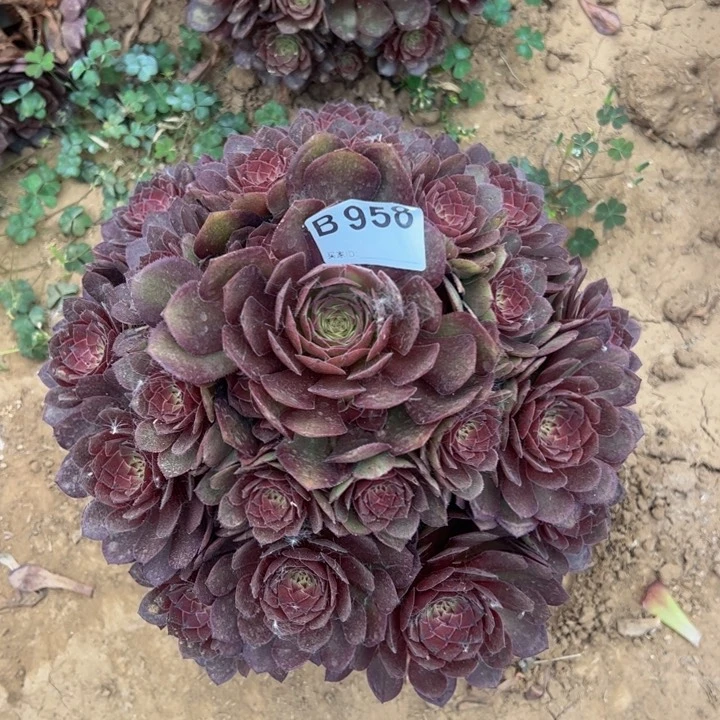 红魔多肉植物958