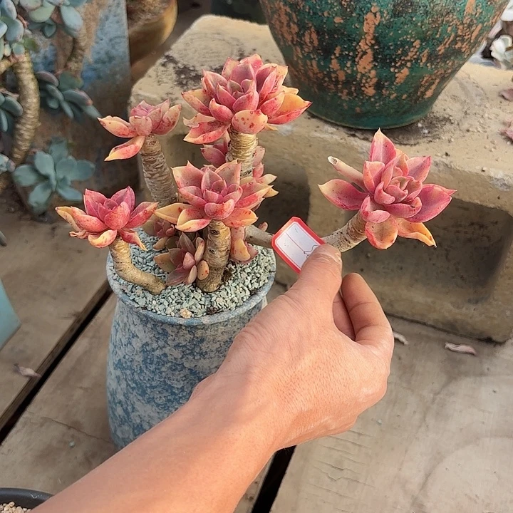 一物一拍多肉琼斯精品83号