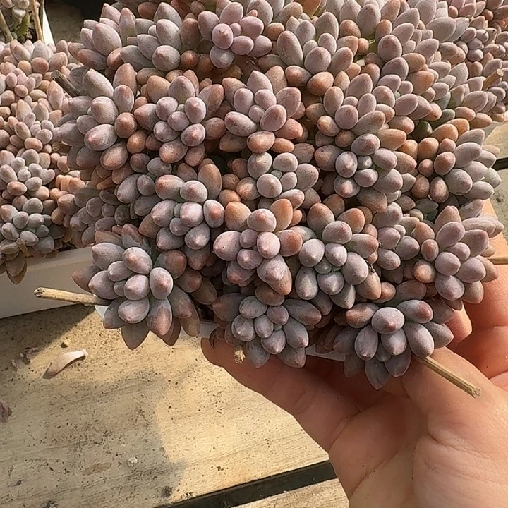 霞***星带路多肉植物的生长