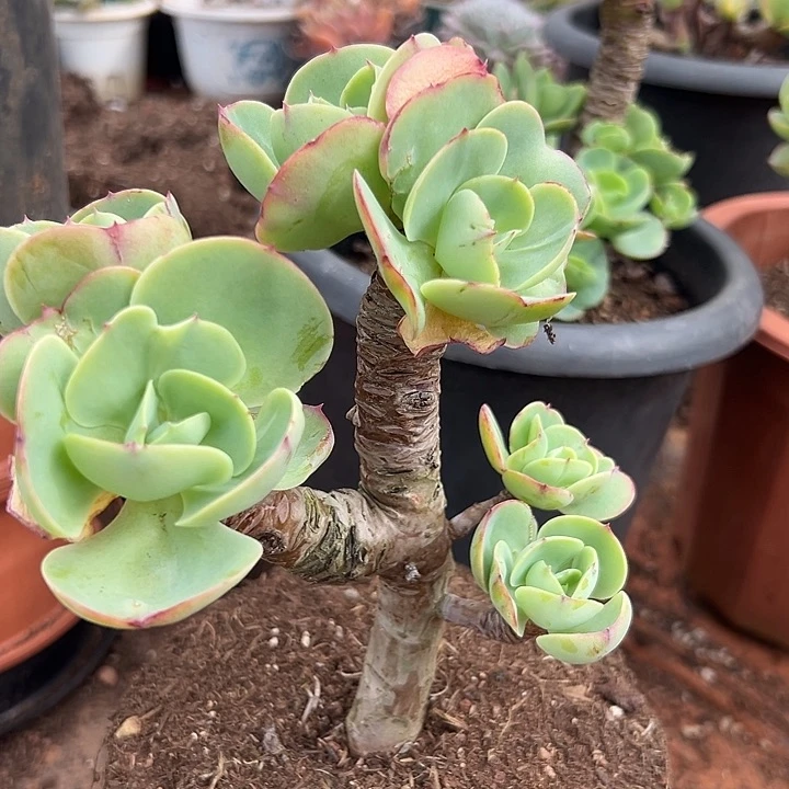鸡蛋碧桃。