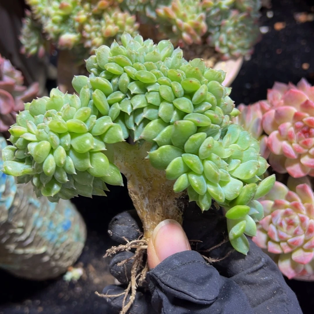 紫心山茶花冰魄缀微瑕