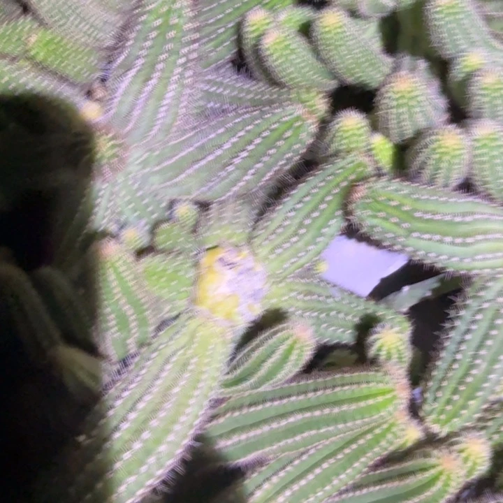 白檀仙人掌769侧芽一个