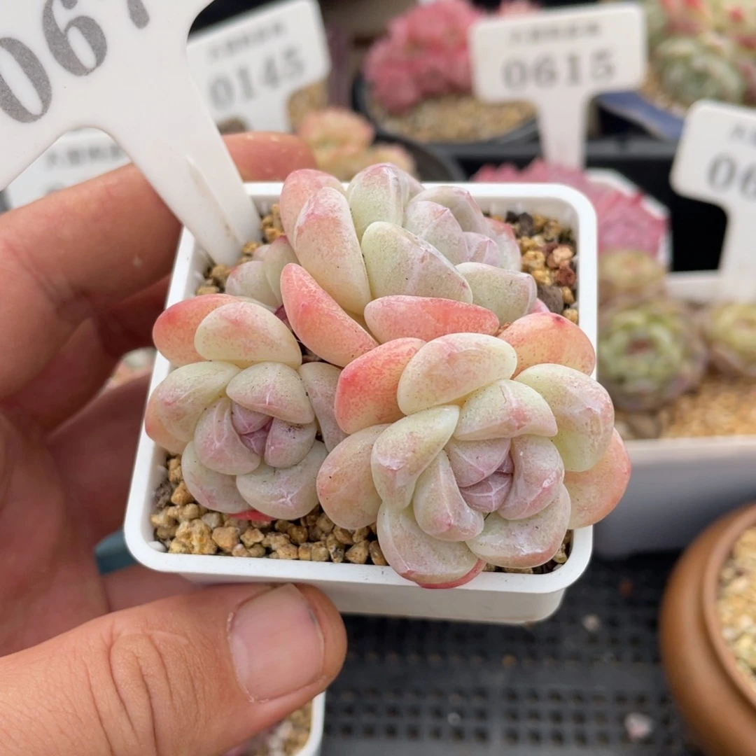 Y*W0676冰玉不带盆7厘米