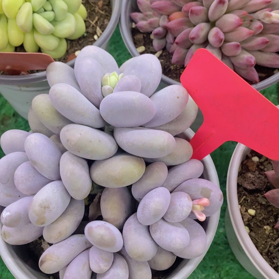 开心多肉，首播福利3