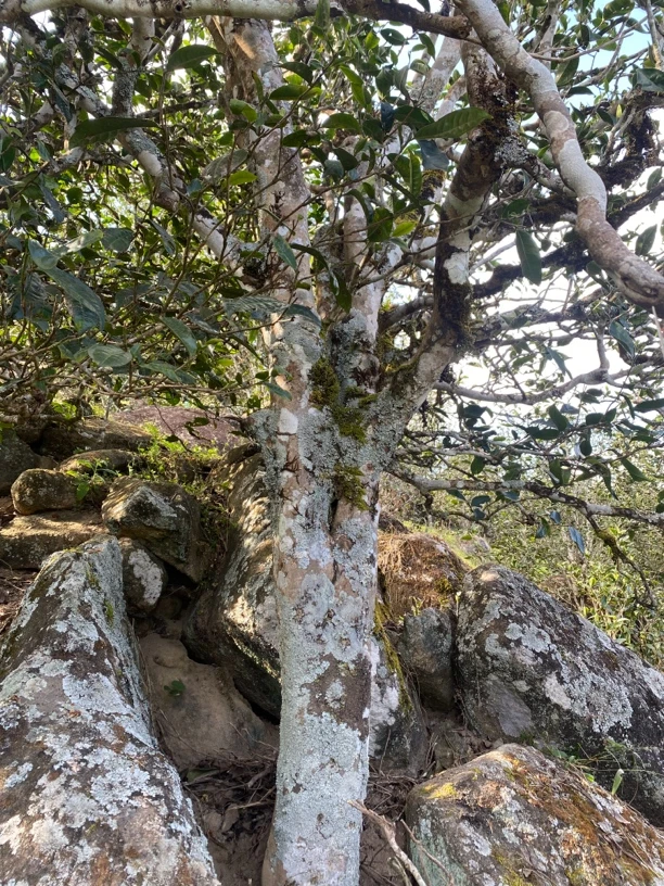 昔归古树2024年古树老茶纯料生茶散茶300克