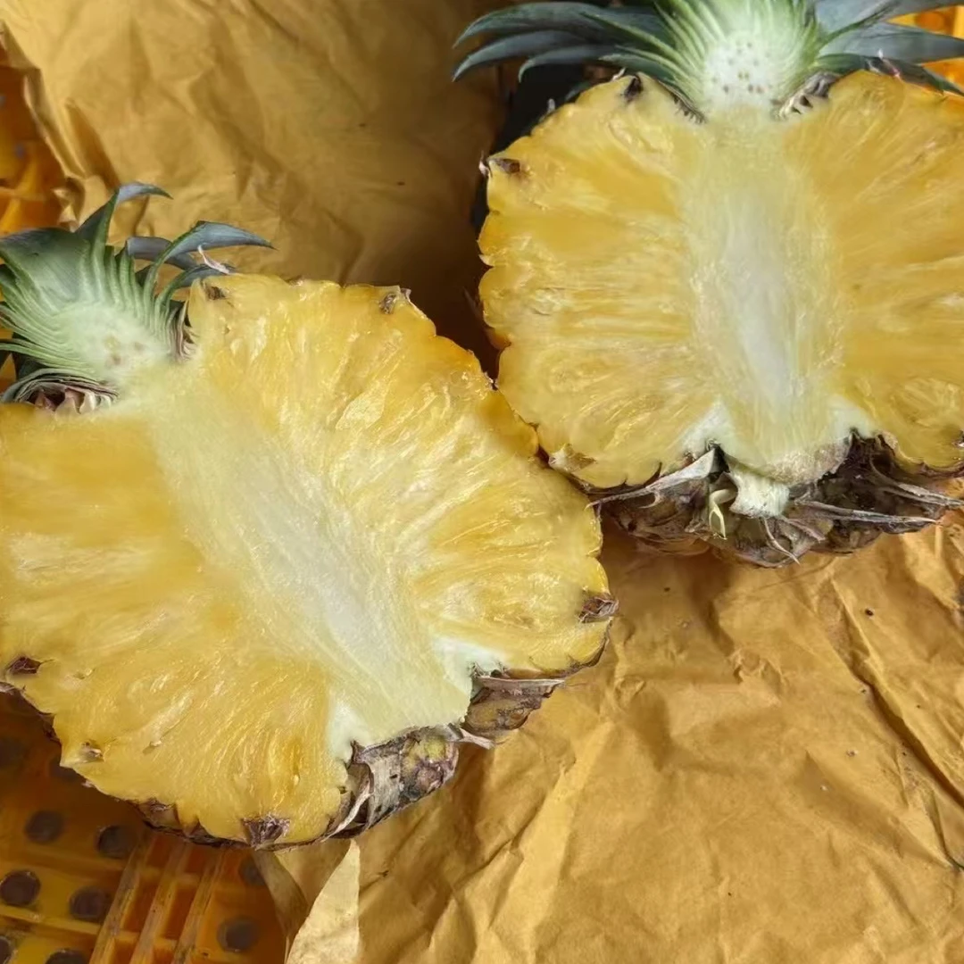 精选果王凤梨大凤梨真正树上熟树熟凤梨特大果又香又甜