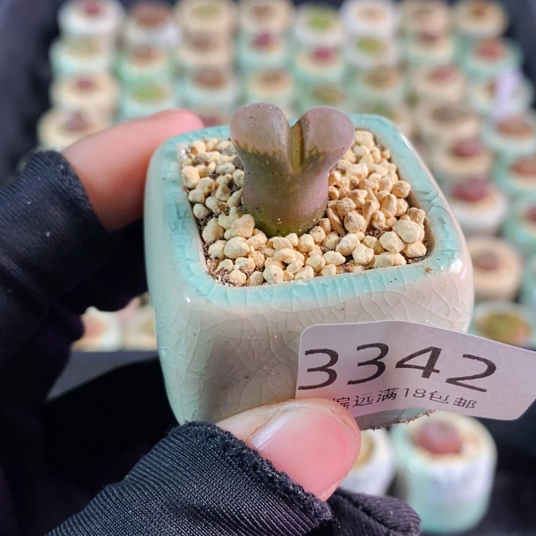 3342-一物一拍 带盆