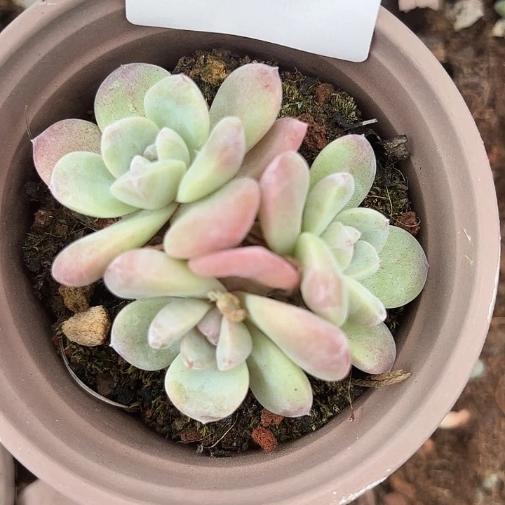 战后293呀呀呀呀呀呀呀