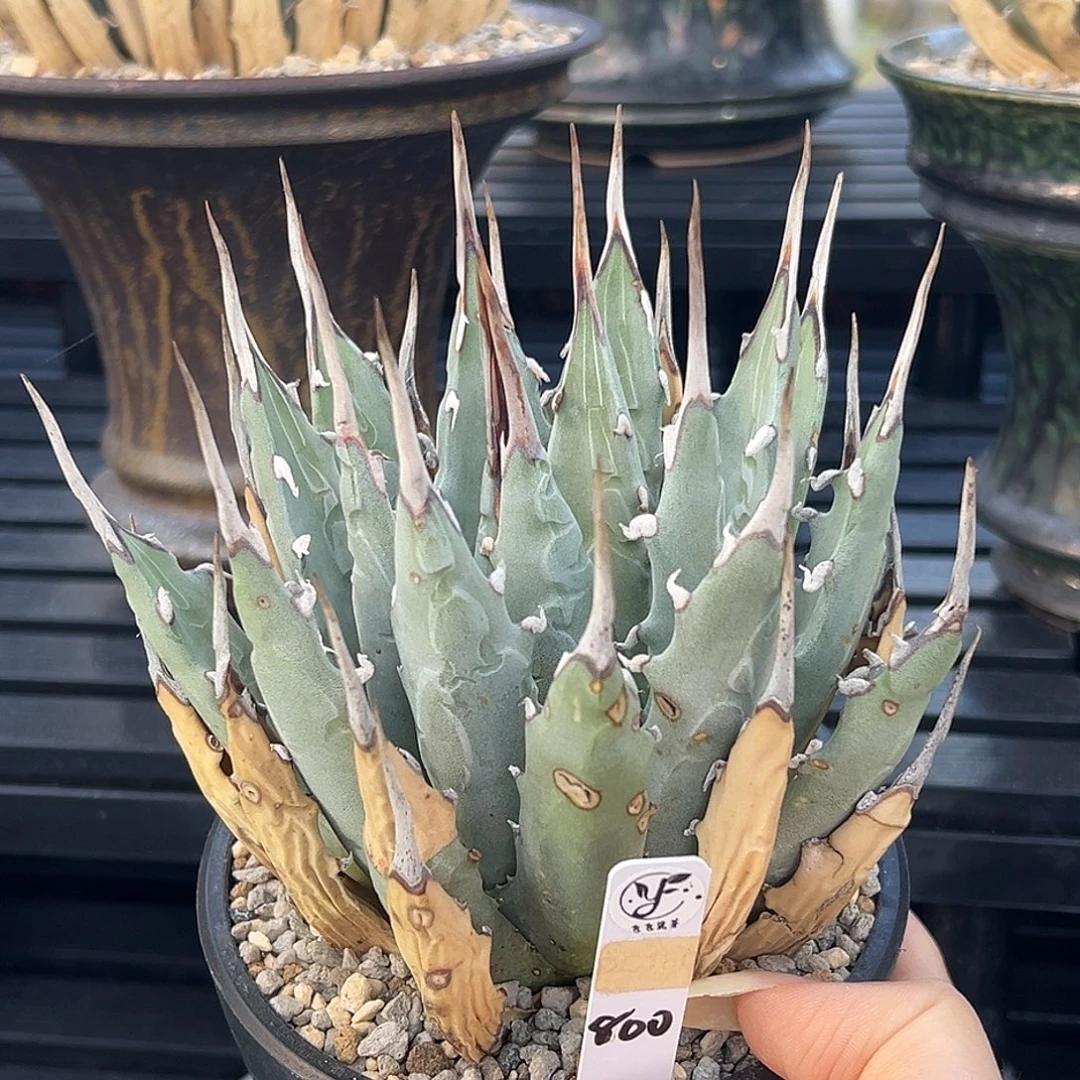 无花朵妖炎熟桩带盆 8折价 白色长粗刺