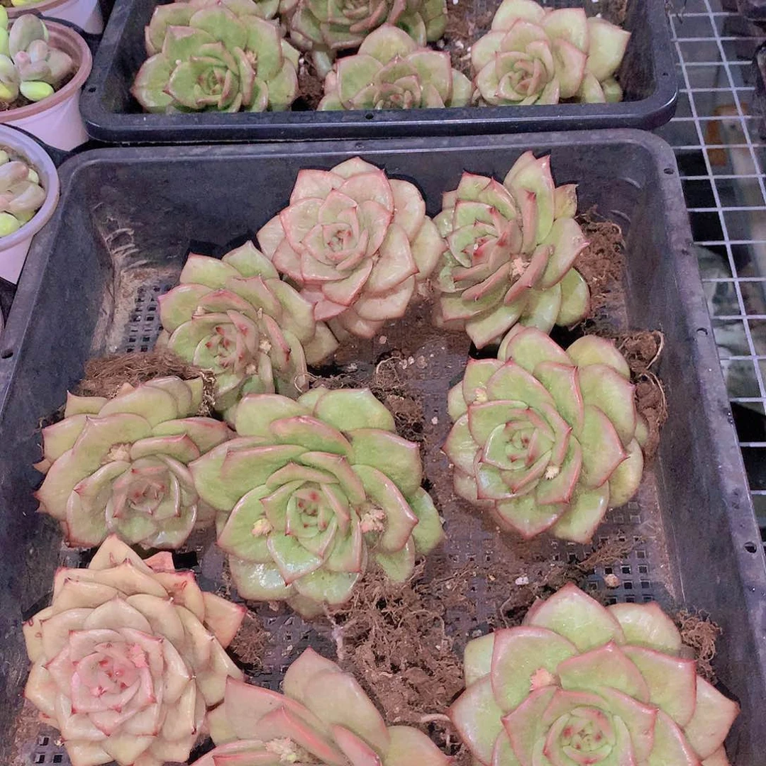 蔷薇锦2467788990000