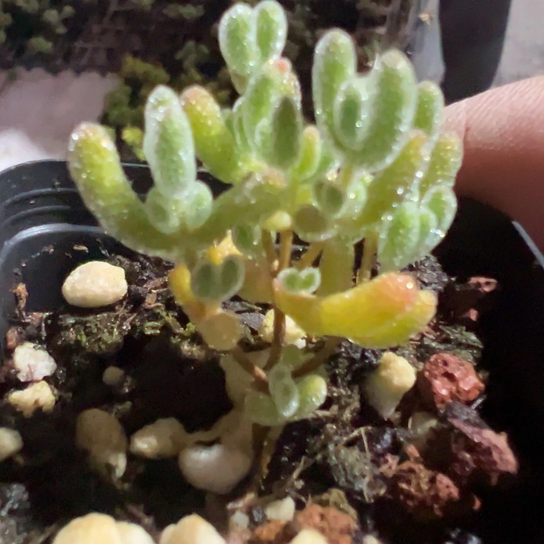 实生冰晶55杯小老桩