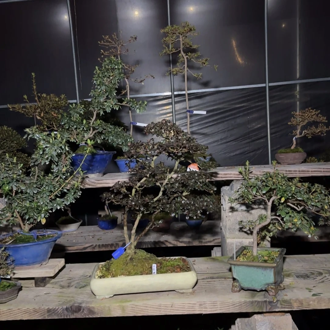 普*人花卉苗木6469
