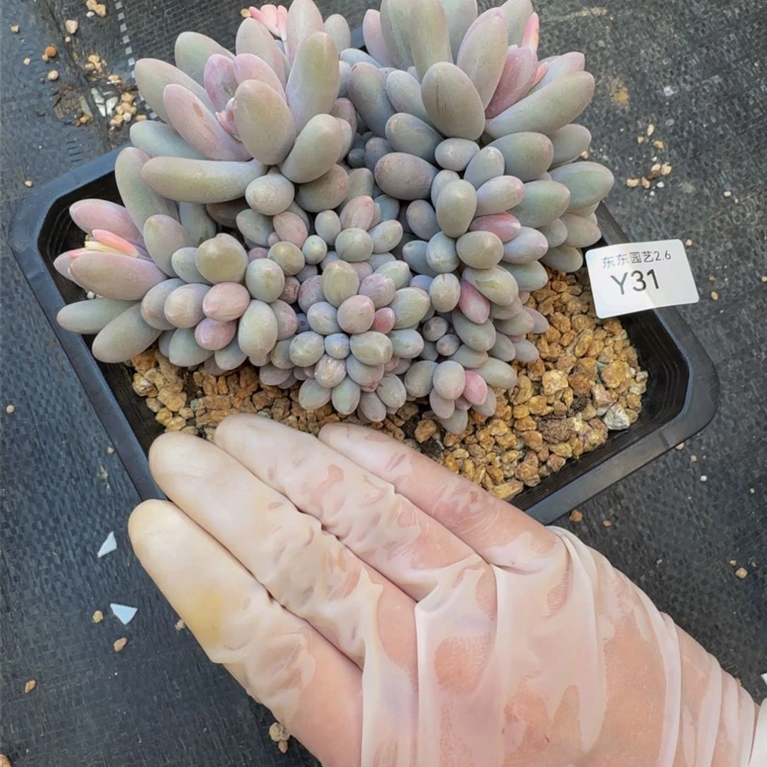 y y y y y y y y y 31