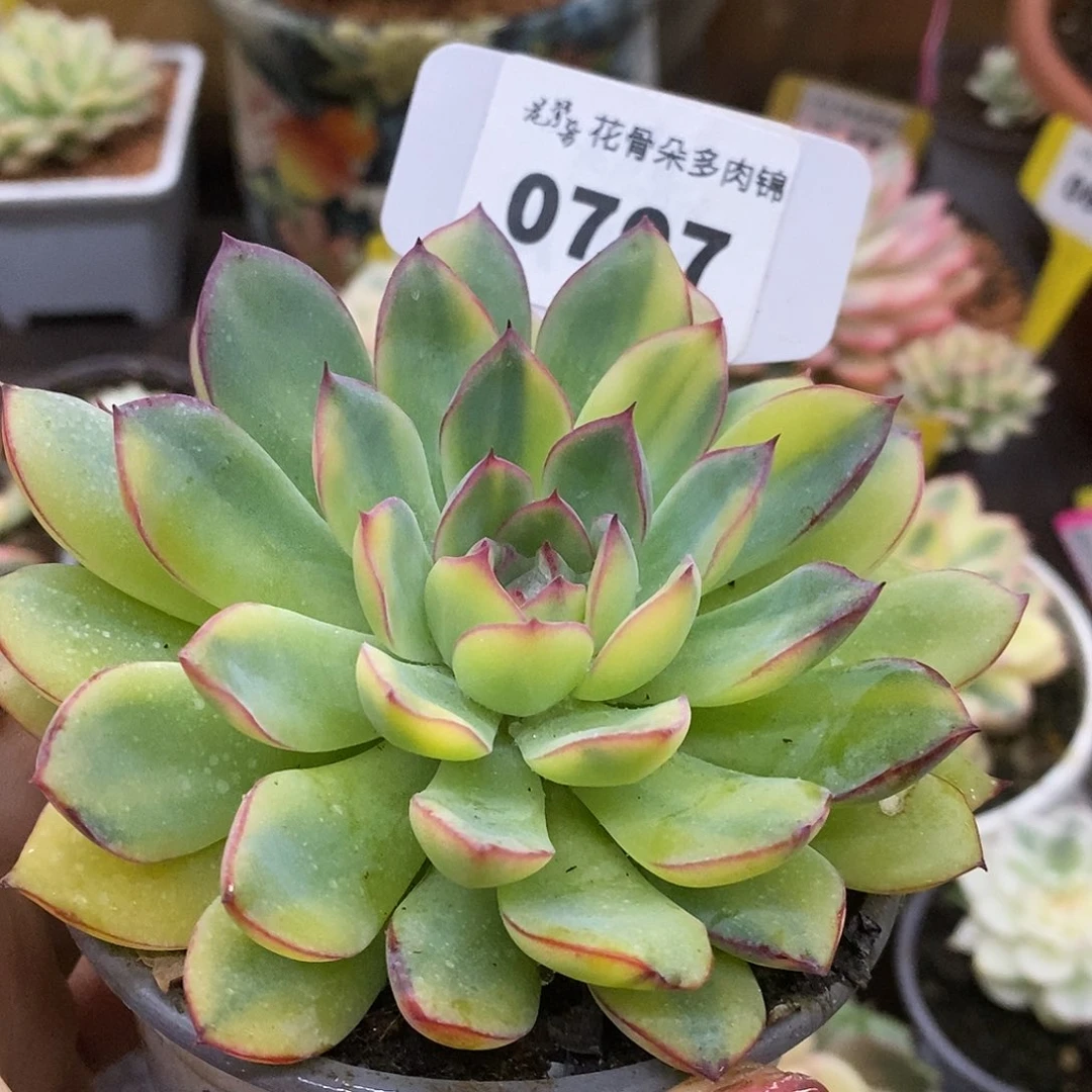 707雨燕座哈哈哈哈哈