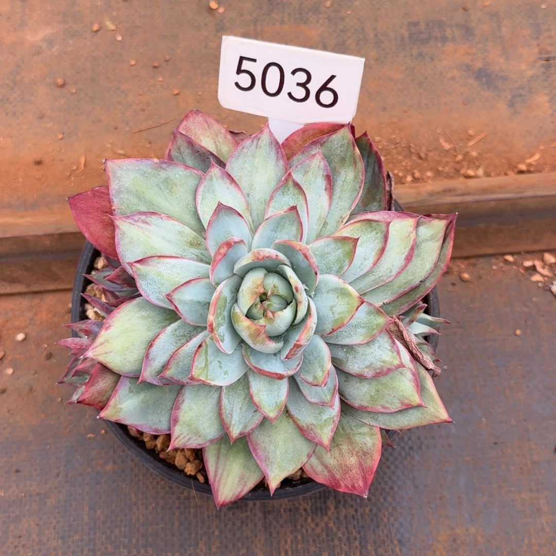 惊鸿。    5036号。