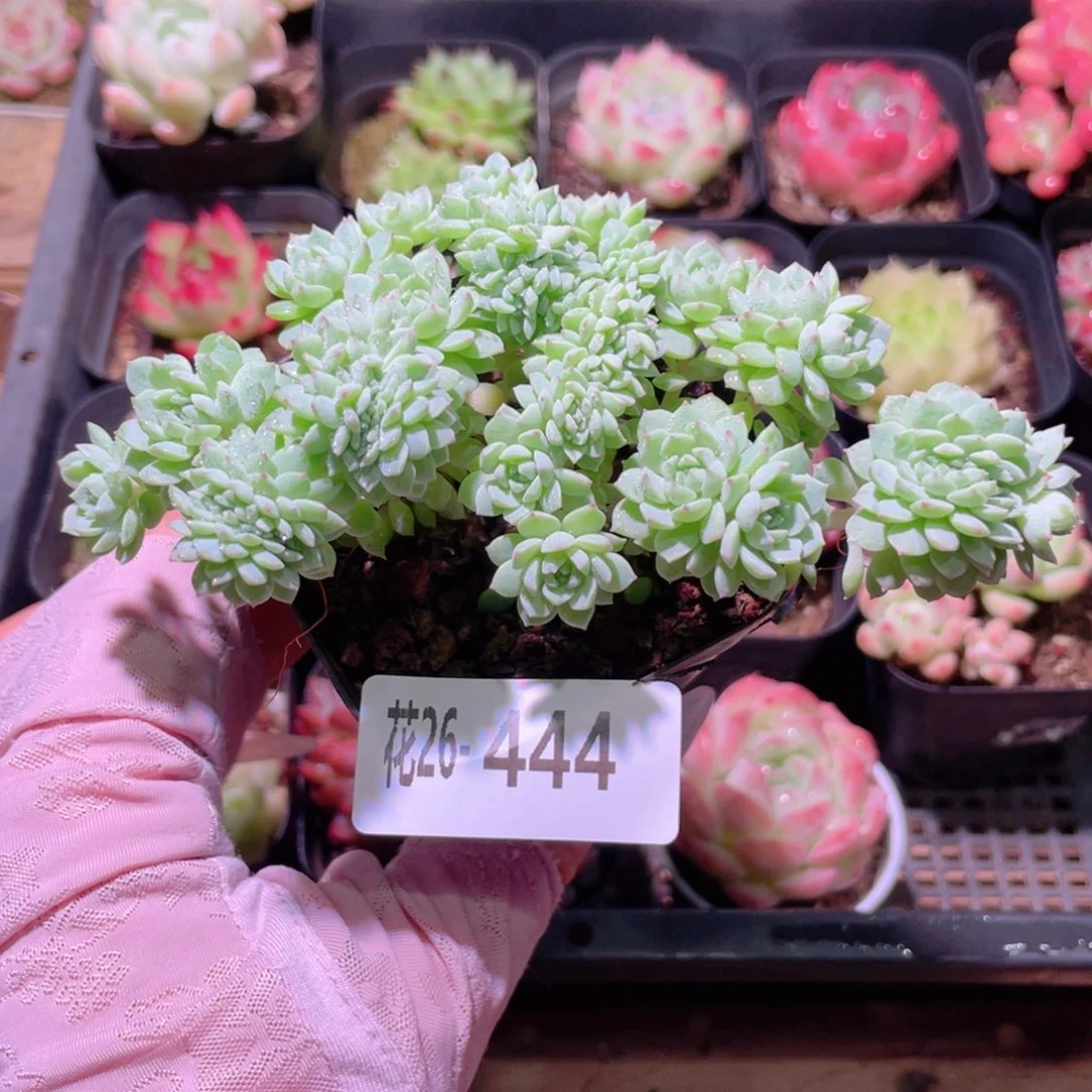 花利美26-444小粉莓缀化