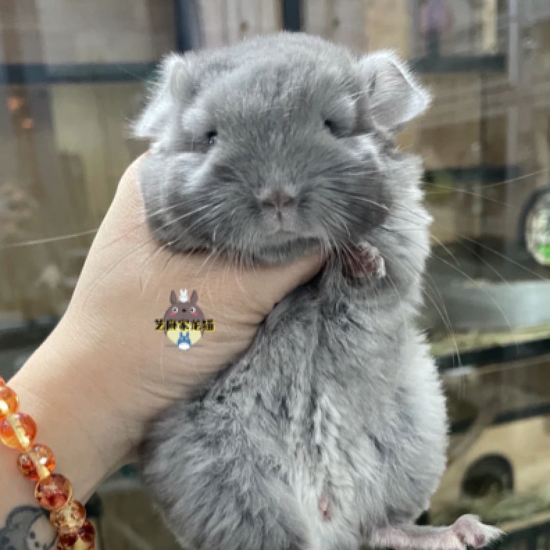 龙猫 活体 携长丝绒纯紫弟弟（活体偏远地区勿拍发不了）