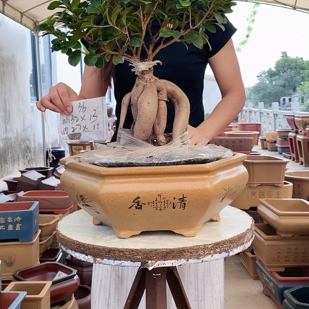 紫砂花盆紫砂花盆