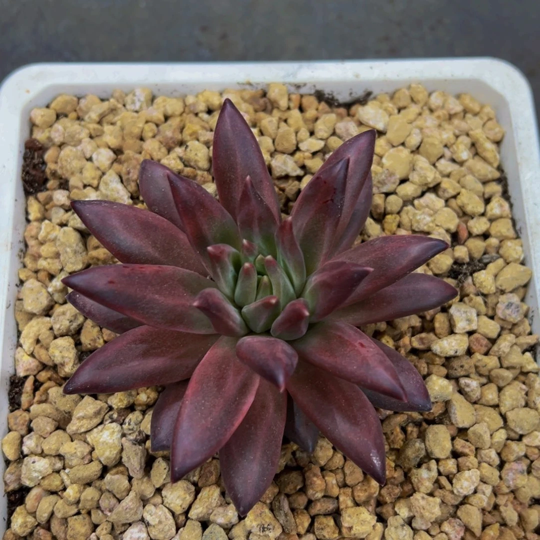 海*呜呜呜呜呜呜呜呜呜