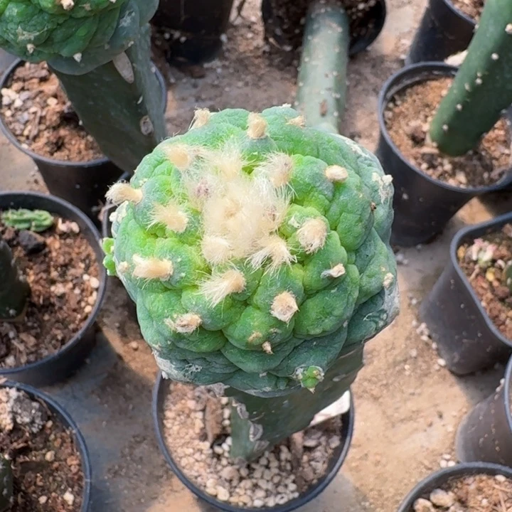 无花朵904皱油仙