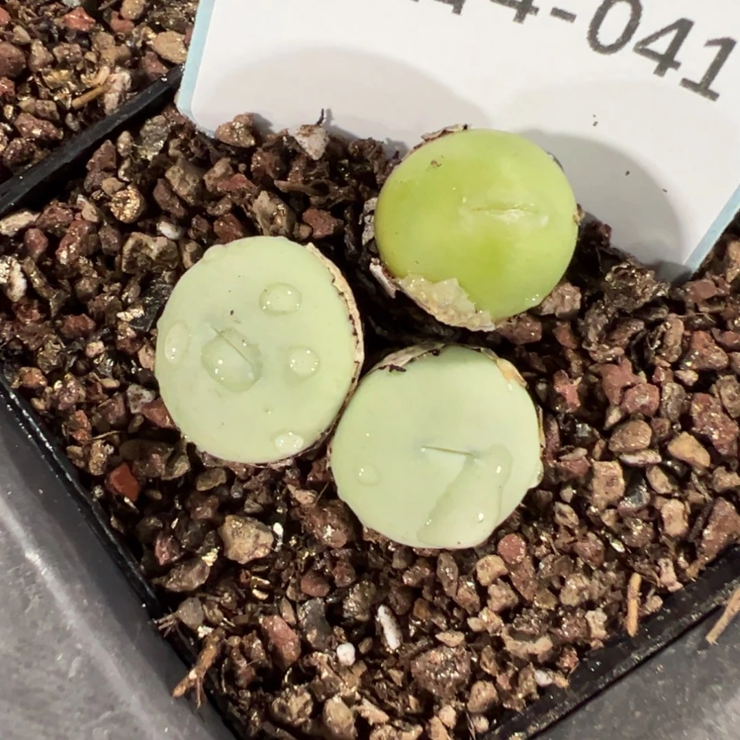 今***雪4-41肉锥多肉植物，