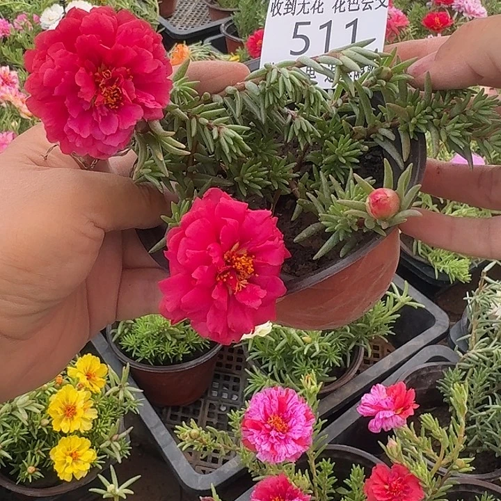 无花朵511超小苗盆口10cm