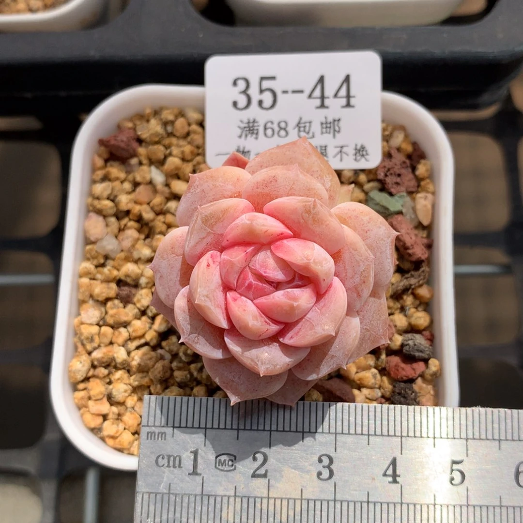 石化纯爱冠服3.5满六八包邮