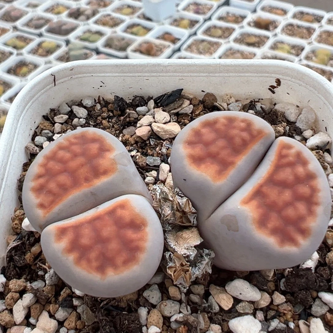 298多肉植物百科图片