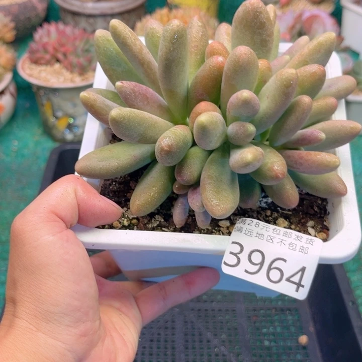 大3864:？dvxvxgvhh