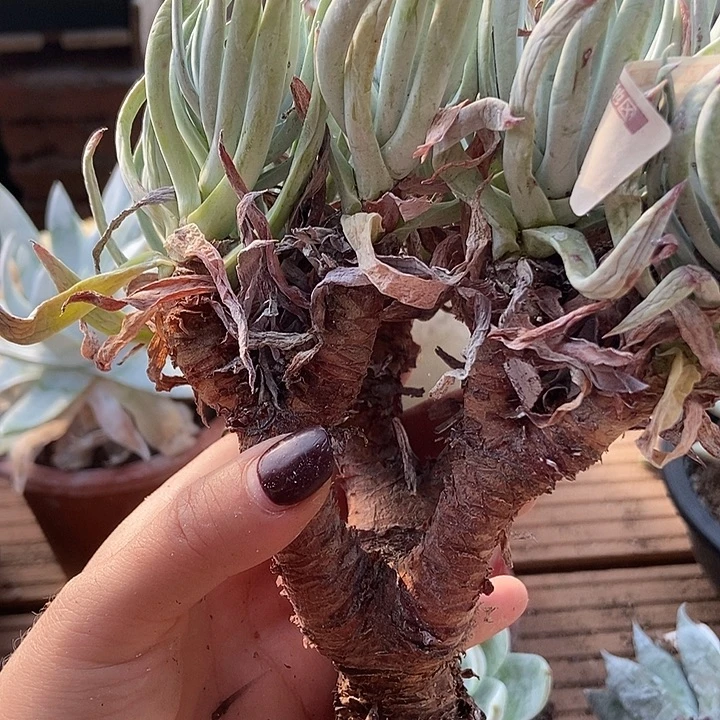 满20包邮奴婢1777