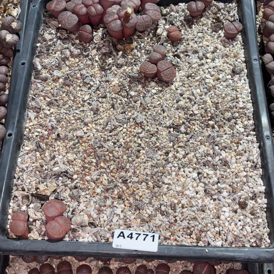 ****儿4771福利筐1不售后