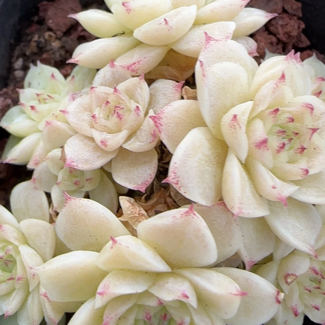 花语逸境0218-458散